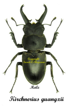Kirchnerius guangxii