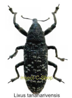 Lixus tananarivensis