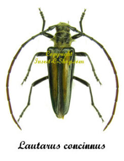 Lautarus concinnus