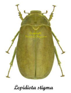 Lepidiota stigma ( brun )