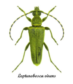 Lepturobosca virens