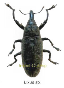 Lixus sp.