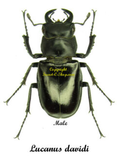 Lucanus davidis