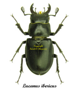 Lucanus ibericus