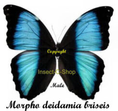 Morpho deidamia briseis