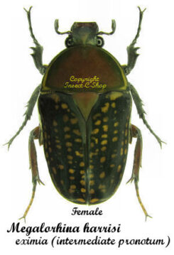 Megalorhina harrisi eximia ( brown mixture pronotum )