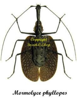 Mormolyce phyllodes ( violin )