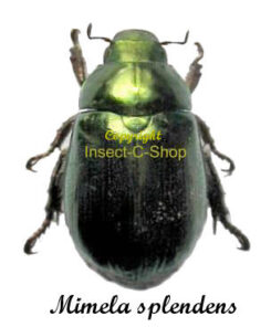 Mimela splendens