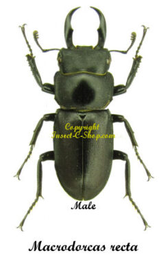 Macrodorcas recta