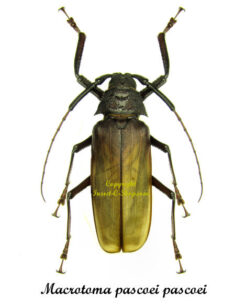 Macrotoma pascoei pascoei