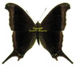 Marpesia coresia