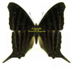 Marpesia livius