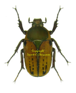 Megalorhina harrisi peregrina ( dark intermediate form )