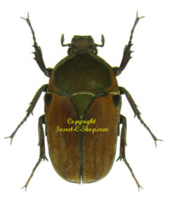 Megalorhina harrisi peregrina ( dark quadrimaculata form )