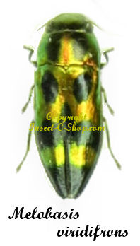 Melobasis viridifrons