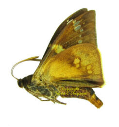 Mirocastnia pyrrhopygoides