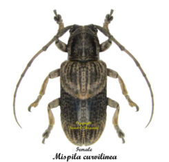 Mispila curvilinea