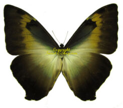 Morpho cisseis ssp.gahua ( brown form )