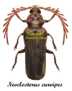 Neoclosterus curvipes