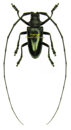 Nemophas cyanescens