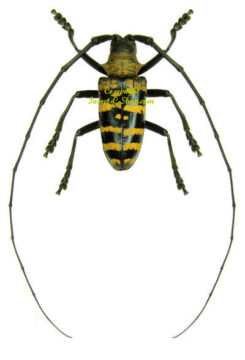 Nemophas forbesi