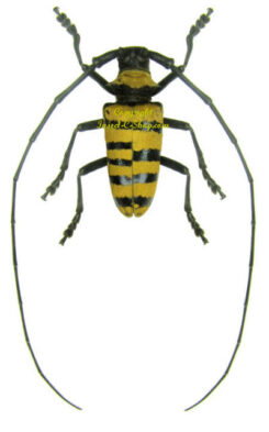 Nemophas grayi