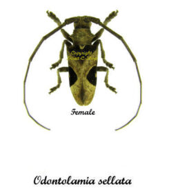 Odontolamia sellata