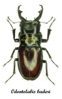 Odontolabis baderi