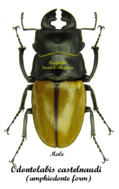 Odontolabis castelnaudi castelnaudi ( amphiodonte  )