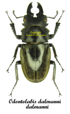 Odontolabis dalmanni dalmanni