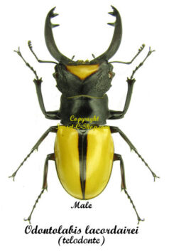 Odontolabis lacordairei ( telodonte )