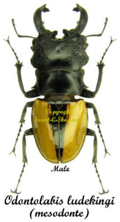 Odontolabis ludekingi ( mesodonte )