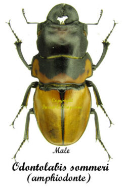 Odontolabis sommeri ( amphiodonte )