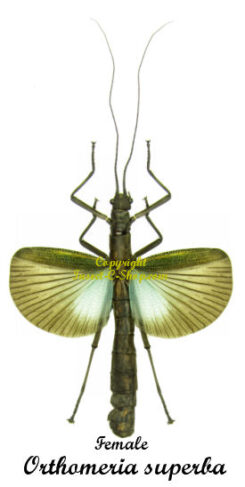 Orthomeria superba ( spread )