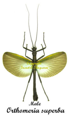 Orthomeria superba ( spread )
