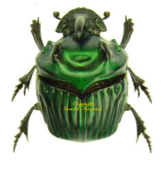 Oxysternon conspicillatum