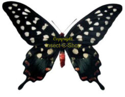 Papilio ( Pharmacophagus ) antenor