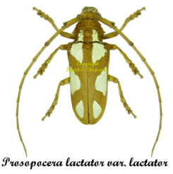 Prosopocera lactator  var. lactator