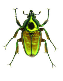 Phaedimus lumawigi