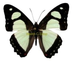 Pyrrhogyra neaerea