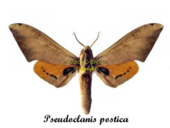 Pseudoclanis postica