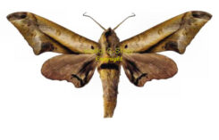 Pseudoclanis rhadamistus