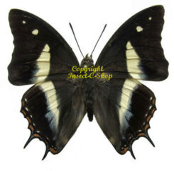 Polyura schreiber bilarensis