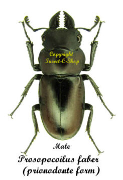 Prosopocoilus faber ( prionodonte form )