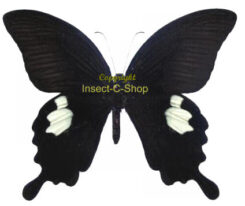 Papilio sataspes sataspes