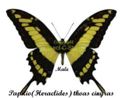Papilio ( Heraclides ) thoas cinyras