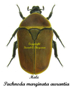 Pachnoda marginata aurantia