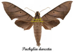 Pachylia darceta