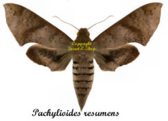 Pachylioides resumens