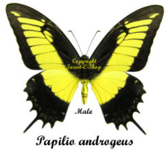 Papilio ( Heraclides ) androgeus